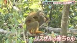 家族見守りながら元気に遊ぶ！先月誕生・リスザルの赤ちゃん|TBS NEWS DIG