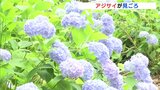 「東洋のバラ」アジサイの花言葉知ってますか？　広島･国営備北丘陵公園で見頃迎える　|　RCC NEWS | 広島ニュース | RCC中国放送