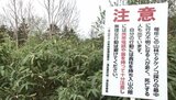 ネマガリダケを採りに山に入った76歳女性 滑落し腕の骨などを折る大けが 長野・高山村|TBS NEWS DIG