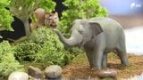 「トラがゾウを襲う前を再現」動物たちの暮らしをジオラマで表現生物多様性保全を学ぶイベント=浜松市 | 静岡のニュース | SBSNEWS | 静岡放送