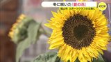 冬に咲いた“夏の花”ヒマワリ　厳しい冷え込みでもスポーツクラブの玄関前ですくすくと　利用者の心を温かく|TBS NEWS DIG