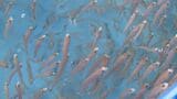 漁獲量が極端に少ない「幻の高級魚」 シロアマダイの生態調査 印つけ稚魚放流 山口・長門|TBS NEWS DIG