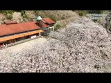 地域とともに子どもたちを見守る桜 宮崎市・鏡洲保育園 | MRTニュース | MRT宮崎放送