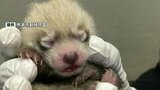 レッサーパンダの『赤ちゃん』誕生!体重140グラム 母子ともに元気 熊本市動植物園 | 熊本のニュース|RKK NEWS|RKK熊本放送