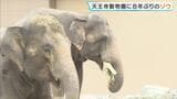 「お父さんの2倍くらい大きかった」8年ぶり！大阪にゾウがやってきた　天王寺動物園で一般公開はじまる　約45億円を投じてリニューアルのゾウ舎でお目見え　|　MBSニュース | 関西の最新ニュースを分かりやすく。