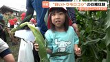 「ママとパパと食べたい」 園児が白いとうもろこしの収穫 生でも食べられる「白いおおもの」 富山・砺波市|TBS NEWS DIG