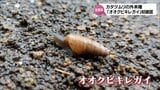 野菜や花への被害が懸念されるカタツムリの外来種「オオクビキレガイ」初確認　|　MRTニュース ｜ ＭＲＴ宮崎放送