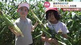 白くて甘い…富山・砺波市で 園児が旬のとうもろこしを収穫 富山|TBS NEWS DIG