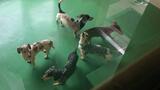 ミニチュアダックスフントの保護 福岡県で相次ぎ計34匹~飼い主からの申し出なく遺棄の疑いも|TBS NEWS DIG