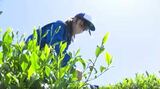 学校の近くに茶畑…地域の伝統産業を学ぶ 農業高校生が恒例の茶摘み体験【長野・飯田市】|TBS NEWS DIG
