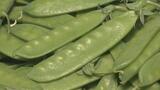 「〇〇を5か月育てるとサヤエンドウになります！」今が旬、時短料理にもピッタリ【市場で旬みっけ！】|TBS NEWS DIG