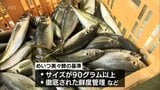 今季は型も脂ノリもよい ブランド魚の「めいつ美々鯵」 日南市南郷町の目井津港で出荷始まる | MRTニュース | MRT宮崎放送