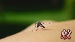 蚊との戦い “10円玉で迎撃” 銅イオンで幼虫が死滅…身近な水たまりに要注意！|TBS NEWS DIG