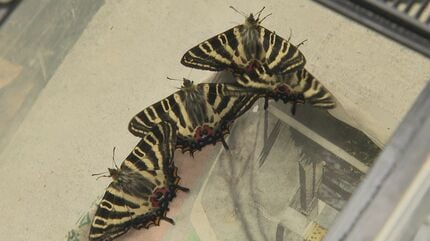 絶滅危惧種指定“ギフチョウ”児童が育て空に放つ「毎日水をあげたり大変