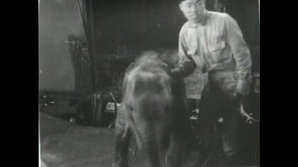 水前寺動物園に仔象が到着【昭和36年・1961】～RKKニュース