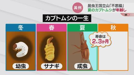 吉兆か…5000匹の1匹！夏の昆虫の王様カブトムシが越冬 しかも “オス