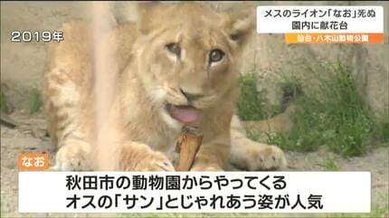 八木山動物園公園のライオン「なお（6）」天国へ「突然のことで