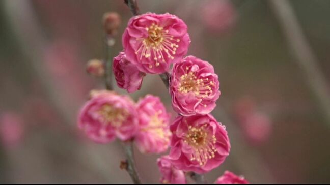 石川県内は3月中旬並みの気温に 兼六園では「寒紅梅」が見頃に 週末8日(日)にかけて再び強い寒気で大雪のおそれ|TBS NEWS DIG
