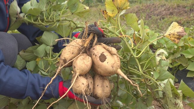 「食卓をカラフルに楽しく食べて」白いサツマイモ“きみまろこ”　種苗会社が10年以上かけて品種改良　山梨・北杜市|TBS NEWS DIG