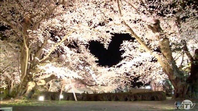 最高潮を迎える“弘前のサクラ”　人気のスポットの最新状況まとめ　弘前公園内すべてで『満開』|TBS NEWS DIG