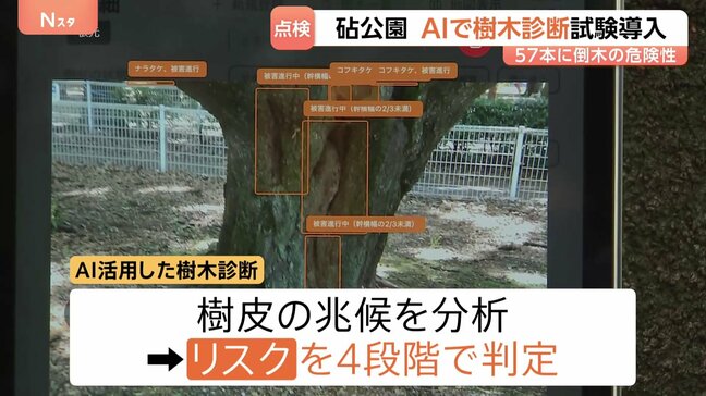 立ち入り制限も…倒木相次ぐ東京・砧公園でAI活用した樹木診断を試験的に開始 AI活用の目的は「効率化やスピードアップ」|TBS NEWS DIG