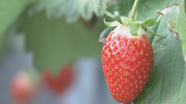 クリスマスケーキの主役「イチゴ」が例年にない“不作”  長雨や暑さなどの影響で… 三重|TBS NEWS DIG