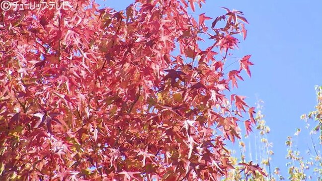 富山県内各地で今季最低　秋深まり平野部でも紅葉見ごろ　色づく並木道でジョギングや散歩楽しむ|TBS NEWS DIG