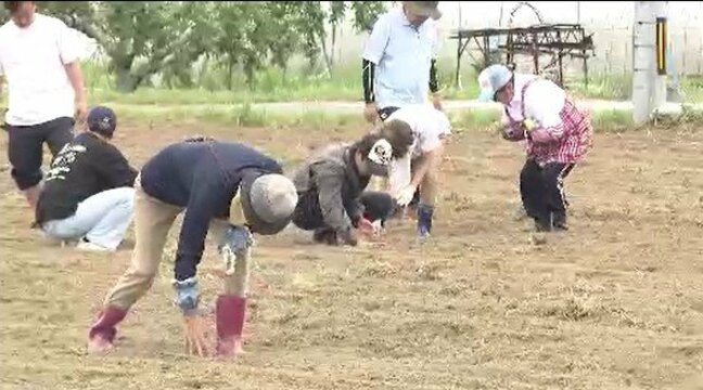 台風19号災害で増えた遊休農地でスーパーフード「ソルガム」を栽培…ポリフェノール豊富で茎や葉はバイオ発電の燃料にも期待、親族が被災した女性が活動の中心に|TBS NEWS DIG