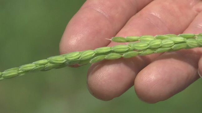 「少しでもにわか雨でもいいので」　連日の厳しい暑さ　一番水の必要な出穂期に雨降らず　コメ農家は水不足を心配|TBS NEWS DIG