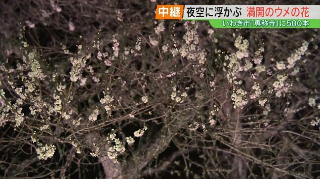 夜空に浮かぶ満開のウメの花…“梅のお寺”専称寺でライトアップ　福島・いわき市|TBS NEWS DIG