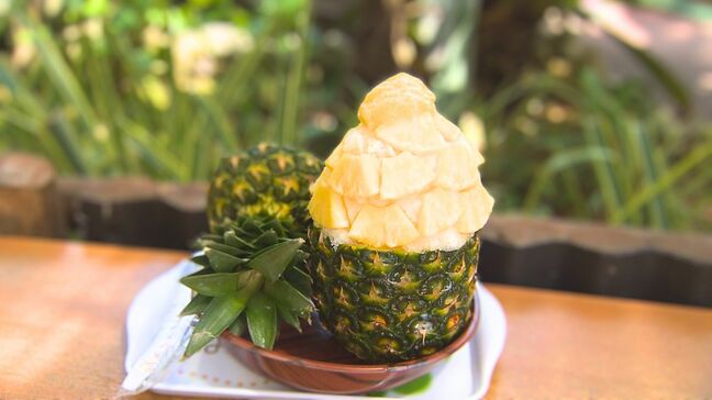 120種類のパイナップルがお出迎え！　遊んで食べて学べる「ナゴパイナップルパーク」の魅力　世界でも珍しいパイナップルブランデーの蒸留所も　5月1日からは県民割で半額に|TBS NEWS DIG