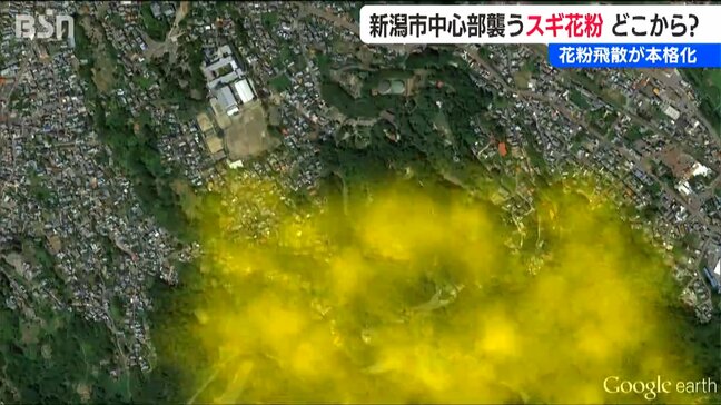 気温上昇と乾燥で花粉の飛散が本格化!暖かい南風に乗って新潟市を直撃 今後の予想は?|TBS NEWS DIG