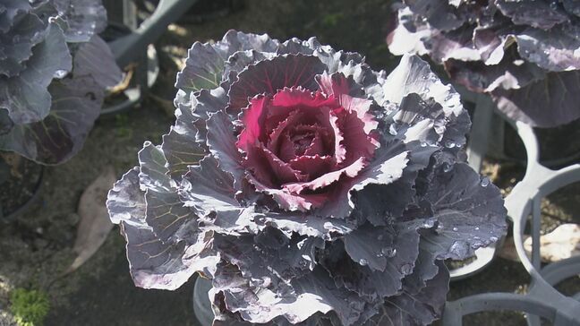 お正月に飾る 色鮮やかな「葉ボタン」 出荷が最盛期　年末まで作業 約7000鉢を三重や愛知の市場へ|TBS NEWS DIG