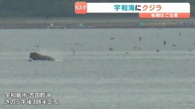 宇和海でクジラの目撃情報が相次ぐ 愛媛県・宇和島市|TBS NEWS DIG
