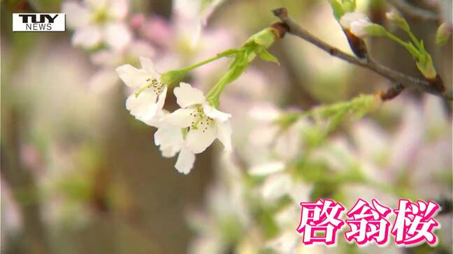 山形は生産量日本一！ 冬に咲く桜「啓翁桜」を首都圏に向けて出荷|TBS NEWS DIG