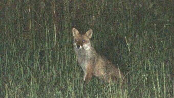 夜のドッグランに「野生キツネ」出没　寄生虫「エキノコックス」に警戒　潜伏10年、人間が死に至ることも　|　BSSニュース | BSS山陰放送