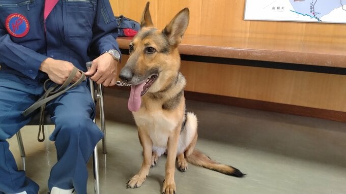 警察犬うるみちゃん“お手柄”暗闇に倒れる90代不明男性を無事発見「砂肝ジャーキー」に尻尾ふり　北海道岩見沢警察署が表彰|TBS NEWS DIG