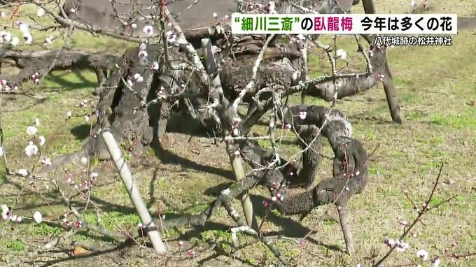 八代城跡の「臥龍梅」見ごろ　今から340年前に「細川忠興」本人が植えたものと伝えられる　|　熊本のニュース｜RKK NEWS｜RKK熊本放送