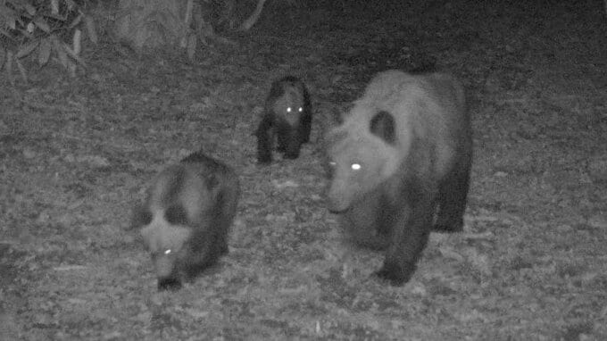 「駆除された命を無駄にしない」ヒグマ革でつなぐ“小さな循環”自宅近くにクマが出没した市民が始めた「ヒグマレザープロジェクト」…そのクマはどの地域で生き、どんな個体だったのか　|　北海道のニュース｜HBC北海道放送