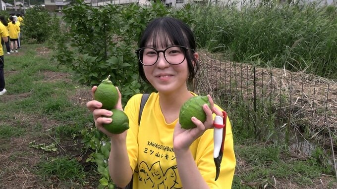 高校生が浅口市の新たな特産品「三ツ山レモン」の収穫を体験【岡山】|TBS NEWS DIG