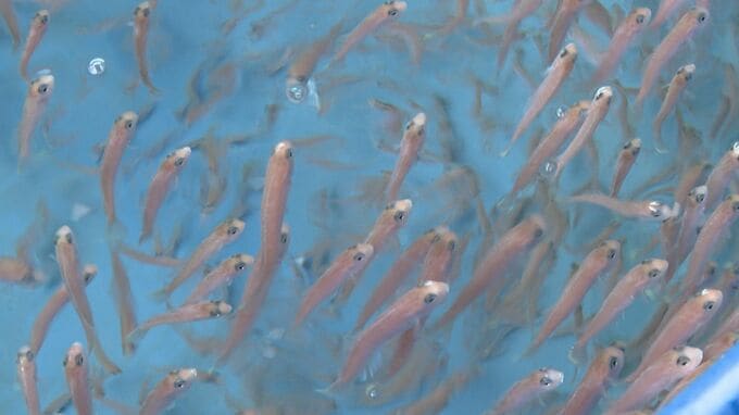 　漁獲量が極端に少ない「幻の高級魚」　シロアマダイの生態調査　印つけ稚魚放流　山口・長門|TBS NEWS DIG