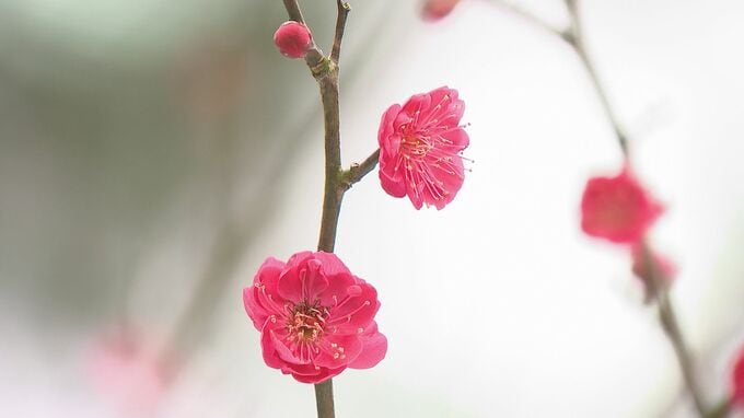 “一足先に春の訪れ” ウメの花咲き始める 雪少なく早めの見ごろか 金沢・兼六園　|　石川県のニュース｜MRO北陸放送