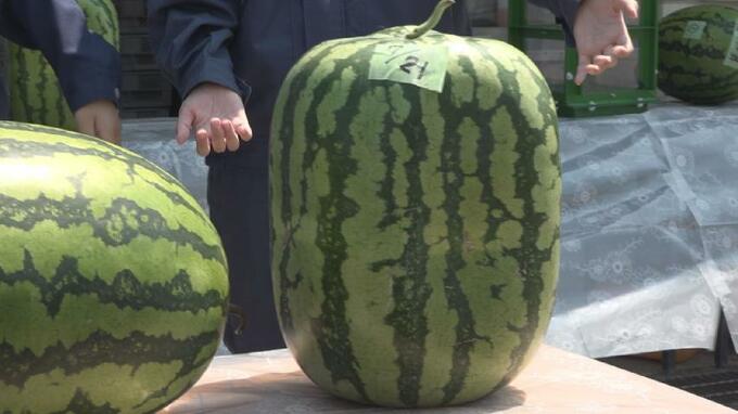 高校生が入善ジャンボ西瓜の栽培にチャレンジ　富山・入善町　|　富山のニュース｜天気・防災｜チューリップテレビ