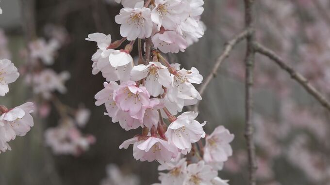 震災で全壊の本住寺 静寂の境内に咲くしだれ桜が見頃に「また元の様に」住職が復興への願い込め見守る 石川・珠洲市|TBS NEWS DIG