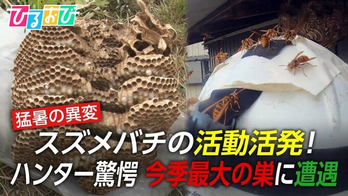 「部屋にスズメバチが入ってきたらどうする？」連日の猛暑で異変！凶暴化するスズメバチの対処法を研究者に聞く【ひるおび】|TBS NEWS DIG