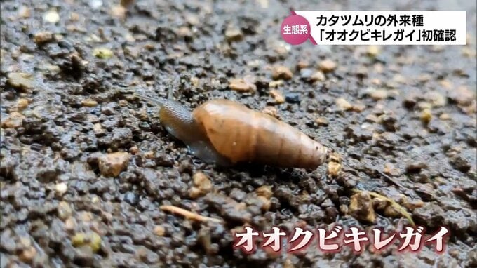野菜や花への被害が懸念されるカタツムリの外来種「オオクビキレガイ」初確認　|　MRTニュース ｜ ＭＲＴ宮崎放送