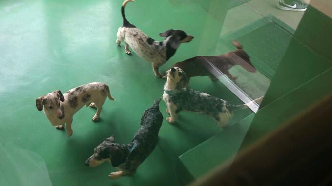 ミニチュアダックスフントの保護　福岡県で相次ぎ計３４匹～飼い主からの申し出なく遺棄の疑いも|TBS NEWS DIG