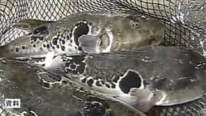 自分で釣ったふぐを“煮付け”にして食べた80代男性 救急搬送され入院 「身も食べたし内臓の一部も食べた」愛知・南知多町　|　名古屋・愛知・岐阜・三重のニュース【CBC news】 | CBC web