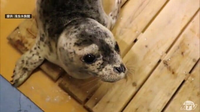 「元気に回復してくれることが私たち水族館の使命」がんばれ！漂着の「ゴマフアザラシ」の赤ちゃん　衰弱状態で水族館が保護　毎日えさを食べて力蓄える　水族館は過去にも保護の実績あり　いまは「ケア」を優先|TBS NEWS DIG