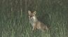 夜のドッグランに「野生キツネ」出没　寄生虫「エキノコックス」に警戒　潜伏10年、人間が死に至ることも　|　BSSニュース | BSS山陰放送